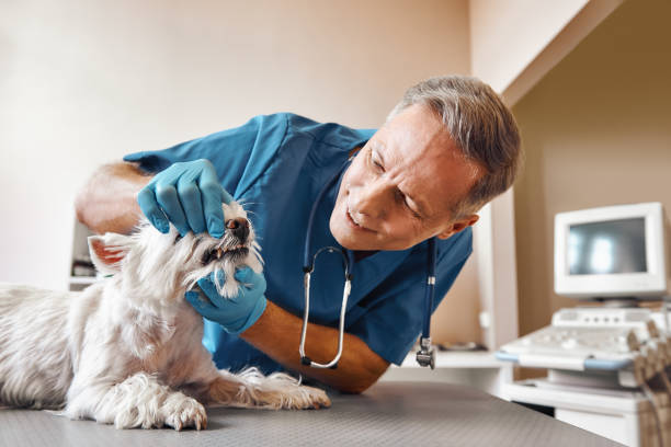 Best Walk-In Emergency Dental Services in Warren, OR